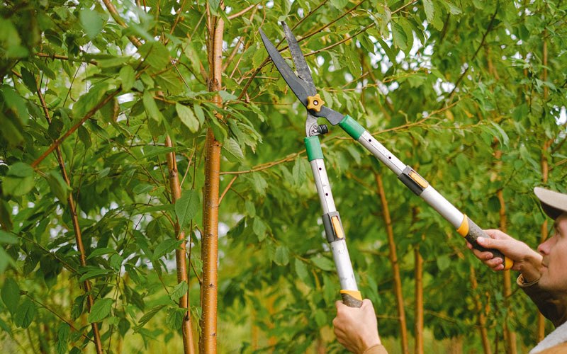 Tree trimming in Goffstown, NH