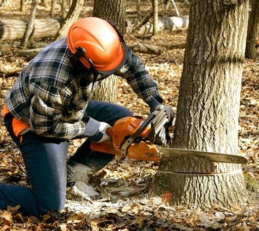 Tree Removal in Goffstown, NH